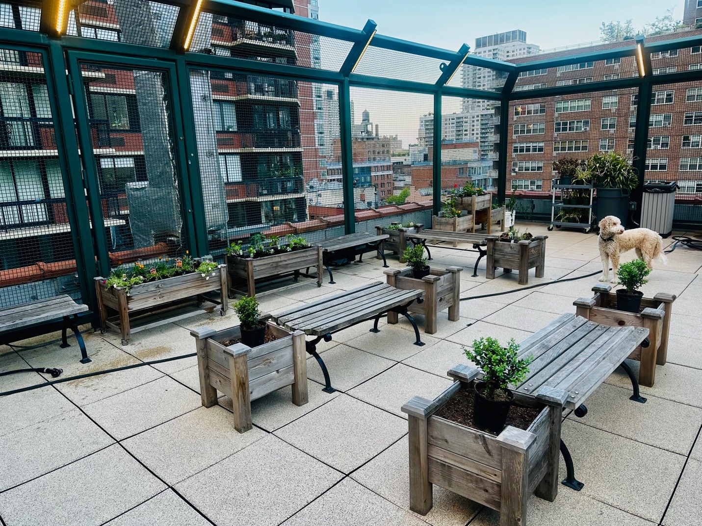 The rooftop garden